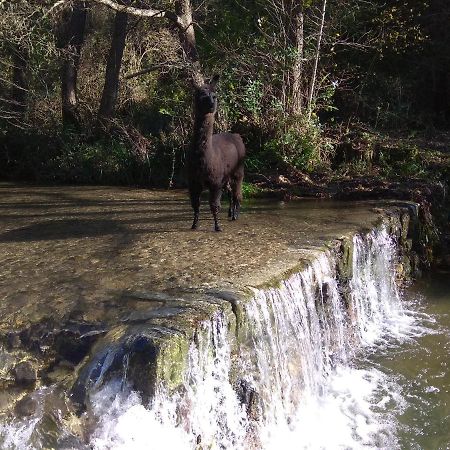 Chambre Cevennes: Piscine, Lamas, Riviere Cros  Eksteriør billede