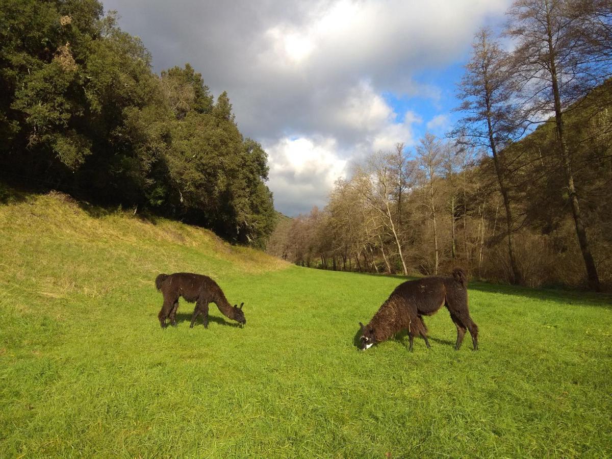 Chambre Cevennes: Piscine, Lamas, Riviere Cros  Eksteriør billede