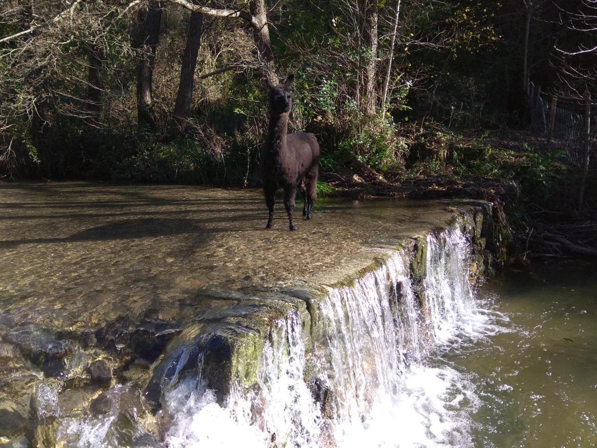 Chambre Cevennes: Piscine, Lamas, Riviere Cros  Eksteriør billede