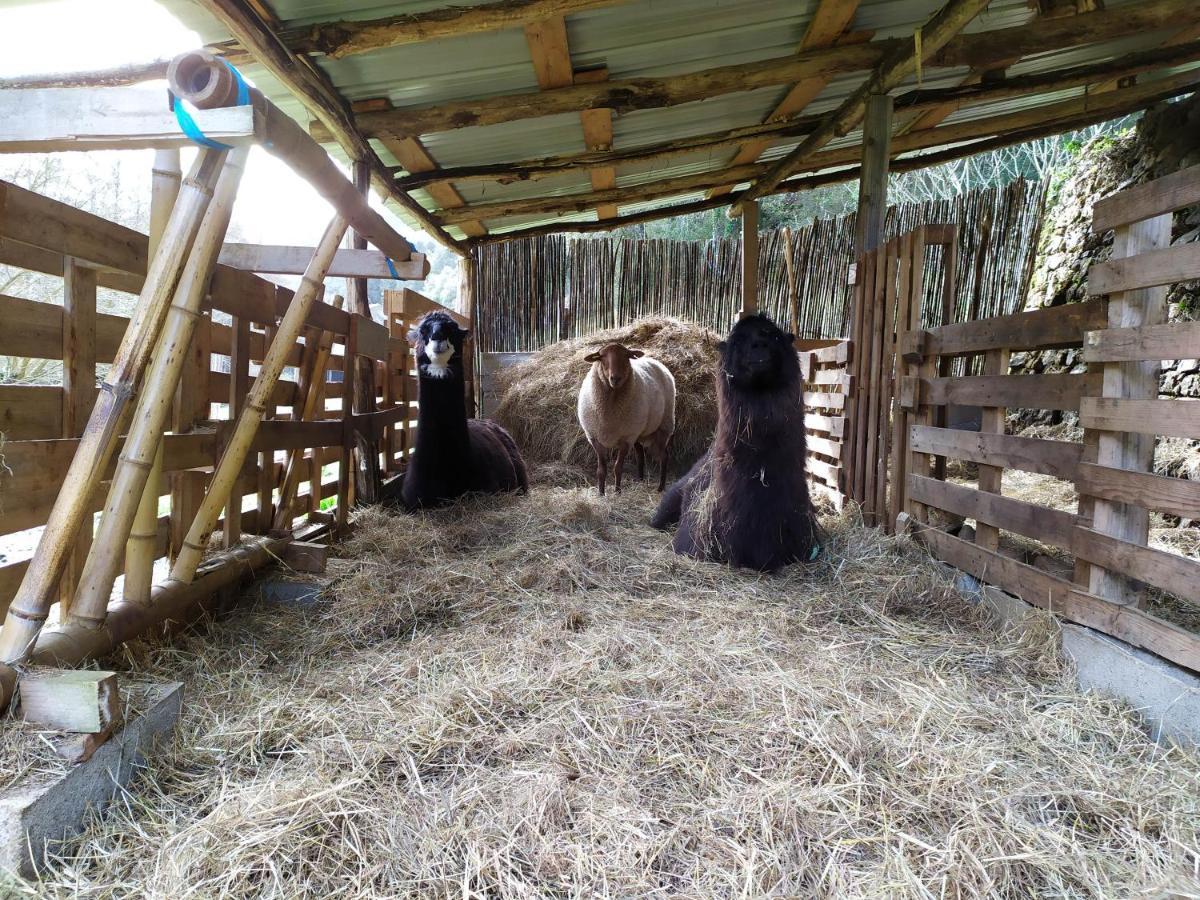 Chambre Cevennes: Piscine, Lamas, Riviere Cros  Eksteriør billede