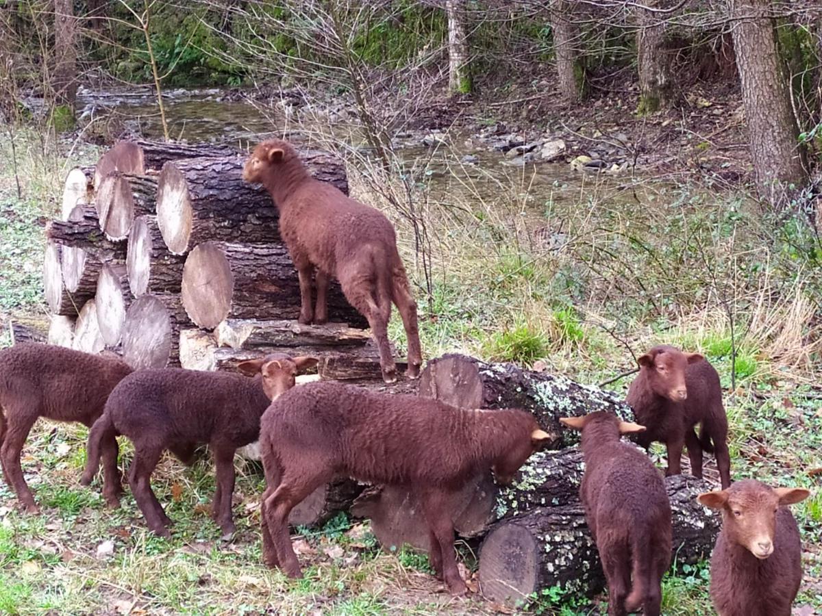 Chambre Cevennes: Piscine, Lamas, Riviere Cros  Eksteriør billede
